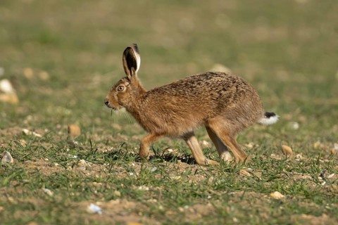 European brown hare (Lepus europaeus) adult animal running in a farmland field in springtime,