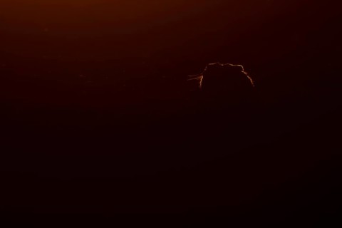 European brown hare (Lepus europaeus) adult animal rim lit from backlighting in a farmland field at