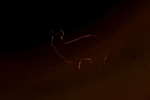 Chinese water deer (Hydropotes inermis) adult animal rim lit with backlighting at sunset standing