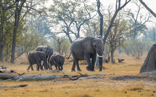 African elephant (Loxodonta africana), group with young, Okavango Delta, Moremi Game Reserve,