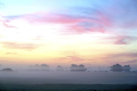 Landscape with deciduous trees at dawn and ground fog, Lower Rhine, North Rhine-Westphalia, Germany