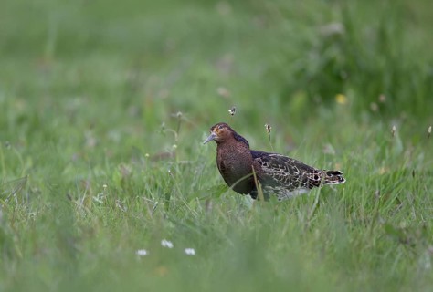 Ruff (Philomachus pugnax) in a meadow, Texel, North Holland, Netherlands