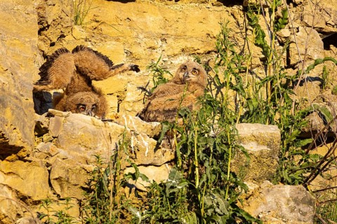 Eurasian Eagle-owl (Bubo bubo) chicks in the nest hollow Germany