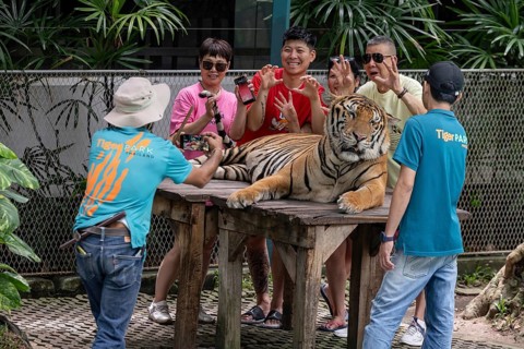 Tourists pose with a tiger (Panthera tigris) Pattaya Thailand