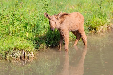 A Moose calf (Alces alces) stands in a shallow stream and looks around