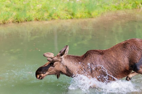 An aggressive bull moose (Alces alces) crosses a stream with splashing water on a sunny day