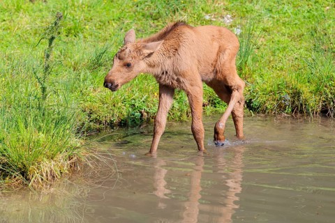 A moose calf (Alces alces) walks along the bank of a shallow stream on a sunny day in search of