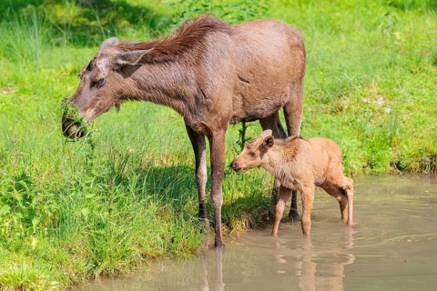 A moose calf and its mother (Alces alces) walk along the bank of a shallow stream on a sunny day in