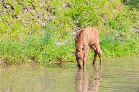 A Moose calf (Alces alces) stands in a shallow stream drinking