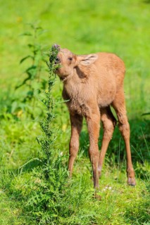 A moose calf (Alces alces) stands on the bank of a shallow stream on a sunny day and eats from a