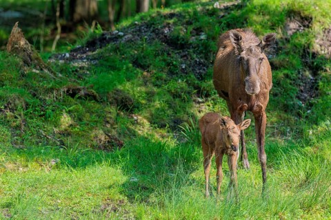 A moose calf and its mother (Alces alces) are standing on the bank of a shallow stream on a sunny