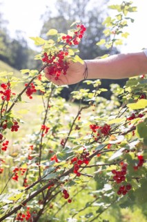 Girl picking redcurrants or currants, Ribes Rubum, Upper Bavaria, Bavaria, Germany