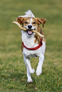 Beagle with branch in mouth jumps across meadow, Switzerland