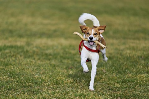 Beagle with branch in mouth jumps across meadow, Switzerland