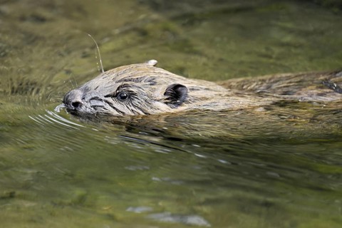 Eurasian beaver, European beaver (Castor fibre), swimming in a stream, Canton Zug, Switzerland