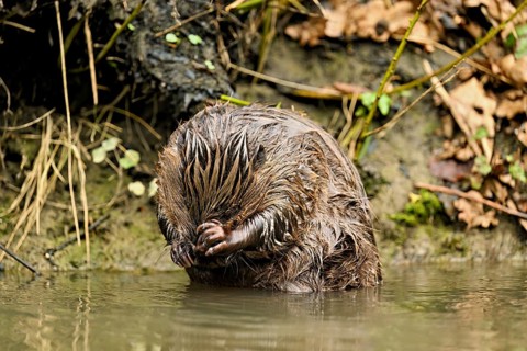 Eurasian beaver, European beaver (Castor fibre), cleaning its face, Canton Zug, Switzerland