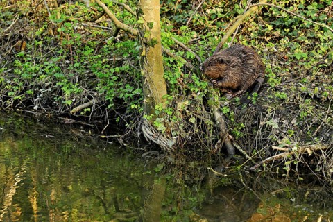 Eurasian beaver, European beaver (Castor fibre), feeding on the shore, Canton Zug, Switzerland