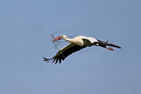 White stork (Ciconia ciconia), with nesting material in its beak in flight, Canton Aargau,