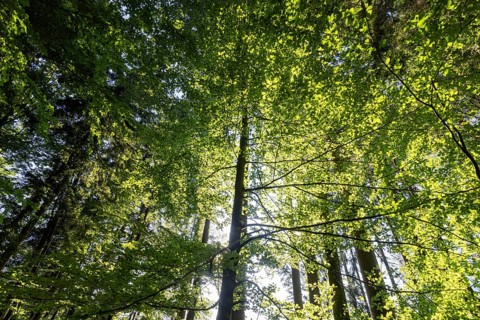 Hornbeam, Carpinus betulus, beech forest with green leaves in the sun, Upper Austria, Austria