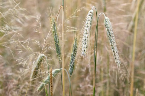 Triticale ears (triticale), Emsland, Lower Saxony, Germany