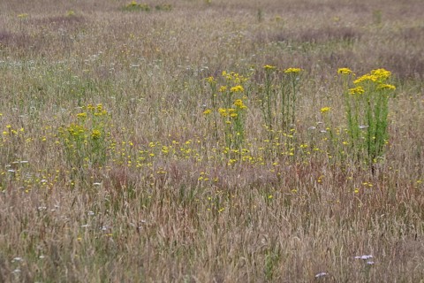 Meadow with ragwort (Senecio jacobaea), Emsland, Lower Saxony, Germany