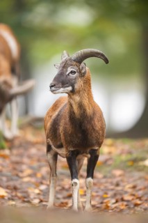 European mouflon (Ovis aries musimon) ram (male) standing in a forest in autumn, Bavaria, Germany