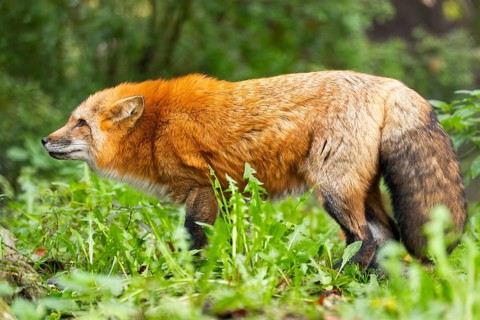 Red fox (Vulpes vulpes) standing in a forest in autumn, Bavaria, Germany
