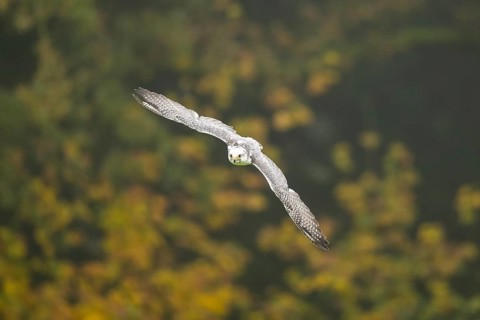 Saker falcon (Falco cherrug) flying, autumn, Bavaria, Germany