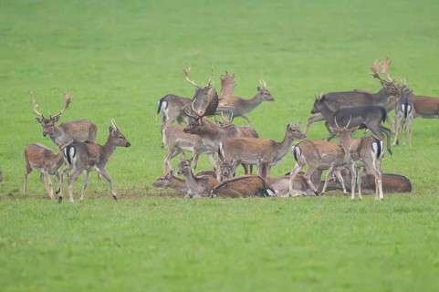 European fallow deer (dama dama) buck with his pack during the rutting season on a meadow in