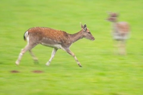 European fallow deer (dama dama) doe running on a meadow in autumn, Bavaria, Germany