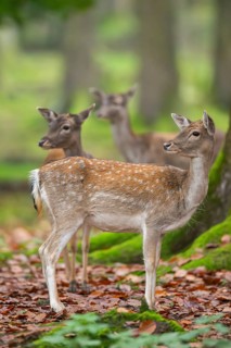 European fallow deer (dama dama) doe standing in a forest in autumn, Bavaria, Germany