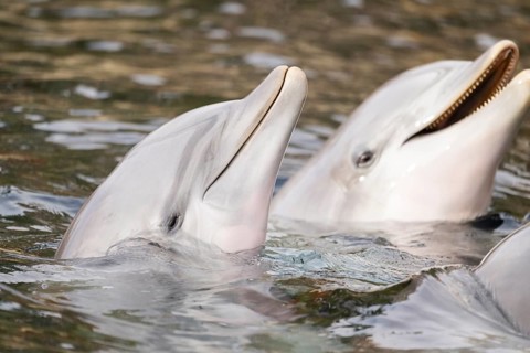 Common bottlenose dolphin (Tursiops truncatus), animal portrait, captive, Germany