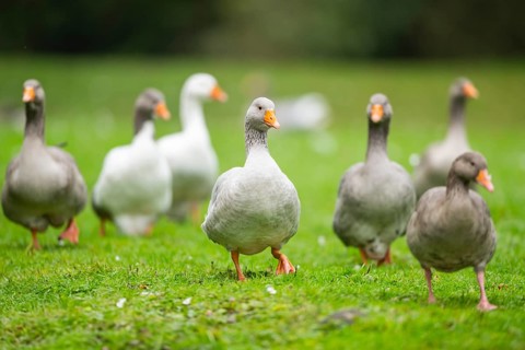 Greylag goose (Anser anser) walking on a meadow, Bavaria, Germany
