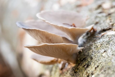 Oyster mushroom (Pleurotus ostreatus) growing an a European beech (Fagus sylvatica) tree trunk in a