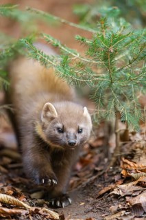 European pine marten (Martes martes) in a forest in autumn, Bavaria, Germany