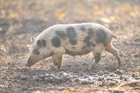Vietnamese Pot-bellied pig in autumn, Bavaria, Germany