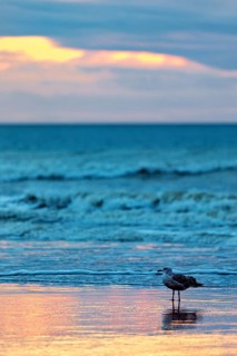 A seagull stands on the beach at sunset, the sea reflects soft pastel colours, sunset with seagulls