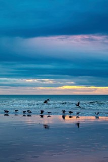 Seagulls flying over the beach at sunset, the sea reflects the colours of the sky, sunset with