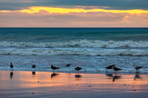 Seagulls standing on the beach at sunset, the sea reflects the orange-coloured light, sunset with