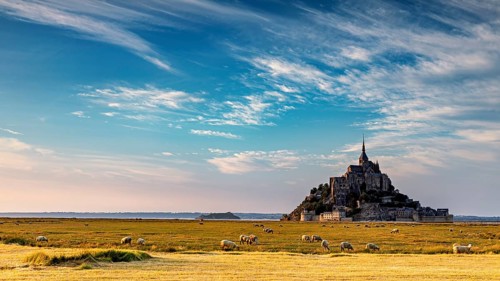 Mont Saint-Michel surrounded by sheep on a vast pasture field under a blue sky, Mont Saint Michel