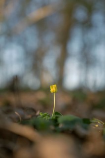 Nature photograph of lesser celandine (Ficaria verna) in spring, nature photo, flora, plant,