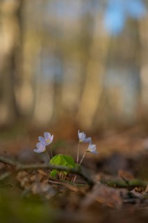 Nature photograph of wood sorrel (Oxalis acetosella) in spring, nature photo, flora, plant, flower,