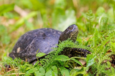 A European pond turtle (Emys orbicularis), makes its way through the green meadow next to the pond