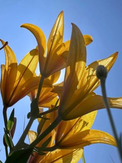 Yellow lily (Lilium cultorum) in front of a blue sky, photographed from a frog's perspective