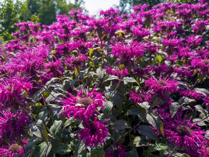Golden balm, Indian nettle, scarlet monard (Monarda didyma)