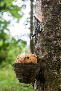 Rubber tree, rubber, Khao Sok National Park, Phang Nga, Surat Thani, Thailand
