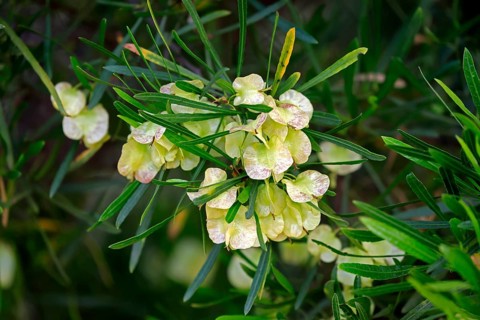 Dodonaea thunbergiana, tree, flowering, flowers, plant, Karoo Desert Botanic Garden, Worcester,