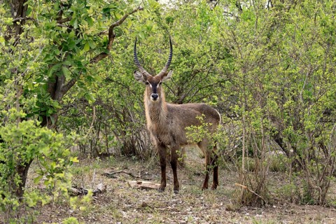 Ellipse waterbuck (Kobus ellipsiprymnus), adult, male, foraging, vigilant, Kruger, Kruger National
