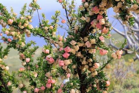 Chinese lantern tree (Nymania capensis), lantern flower, bush, flowering, flower, Karoo Desert