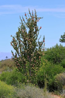 Chinese lantern tree (Nymania capensis), lantern flower, bush, flowering, flower, Karoo Desert